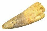 Real Spinosaurus Tooth - Beastly Dinosaur Tooth #307941-1